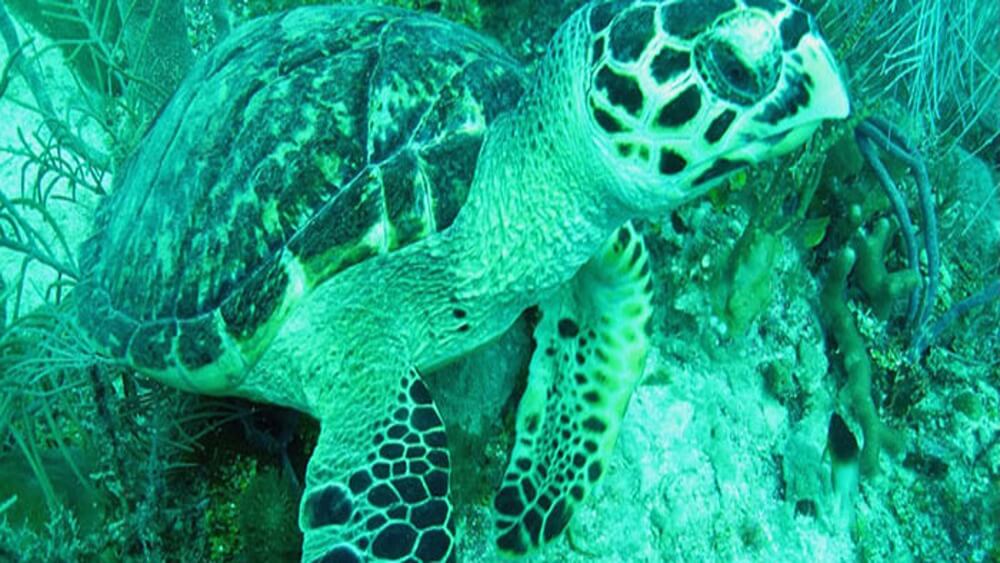 A loggerhead sea turtle in the Florida Keys on a reef and seagrass.