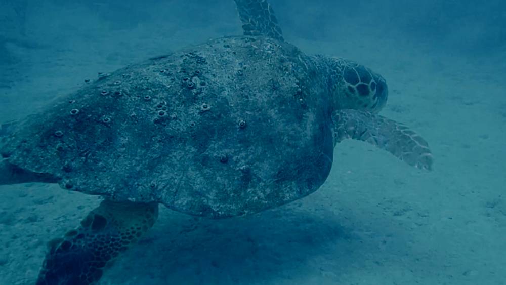 An older sea turtle swimming close to the sand in the Florida Keys National MArine Sanctuary.