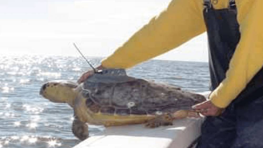 A sea turtle being released with a tracker on its shell by a person in a yellow shirt and black overalls.