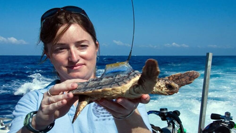 A female researcher with brown hair holding a sea turtle with a tracker on its back.