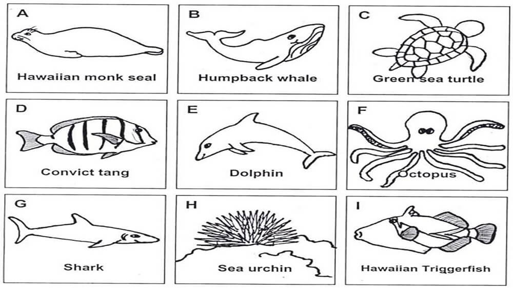 Nine black and white squares of animal outlines, left to right row 1-3: Seal, whale, turtle, tang fish, dolphin, octopus, shark, urchin, triggerfish.