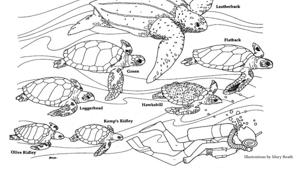 Black and white outline of different types of sea turtles, waves, and a scuba diver.