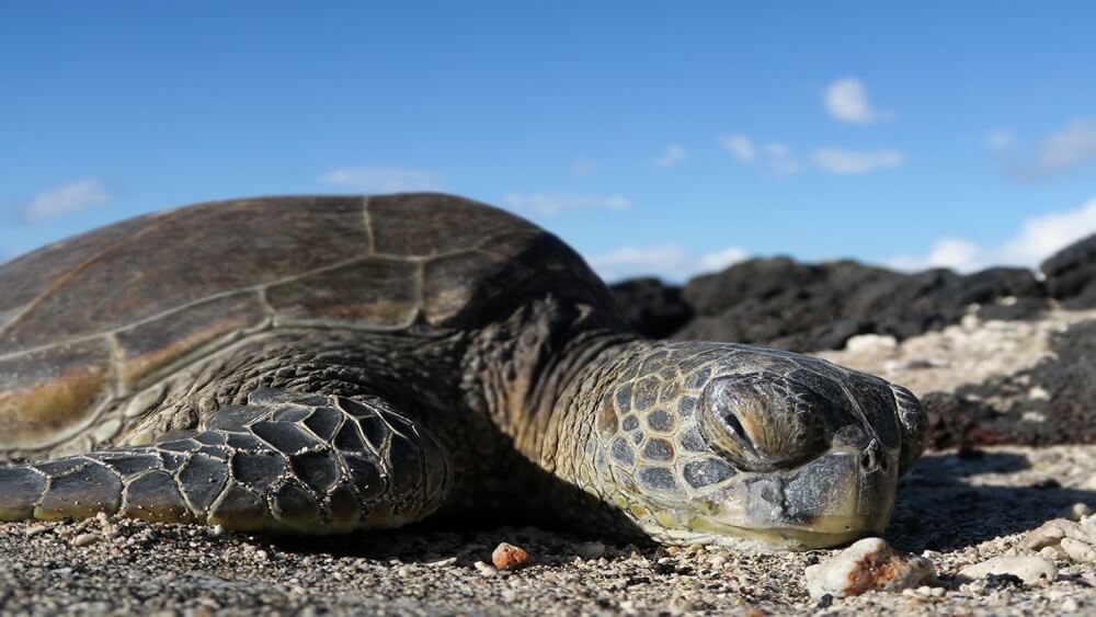 Sea turtle sunbathing on sand in Hawaii with its eye closed with black rocks in the background.