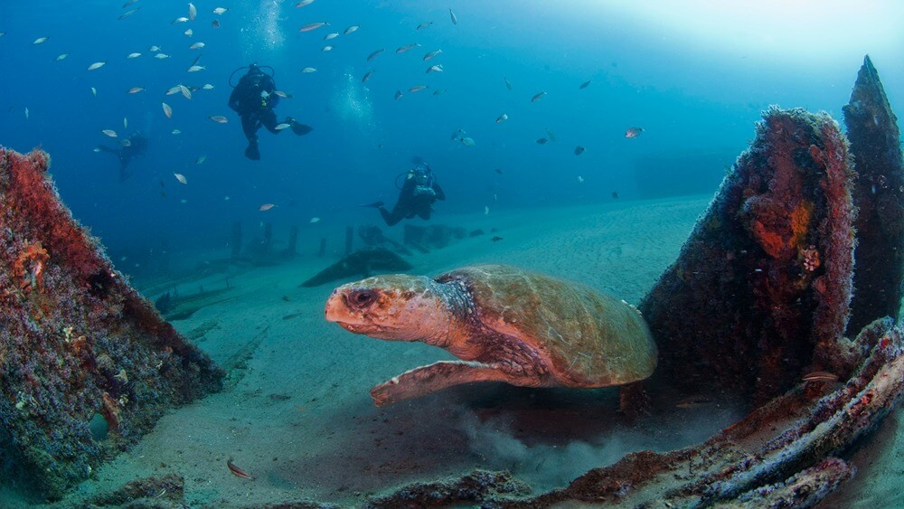 A sea turtle diving in a shipwreck with three scuba divers swimming with a school of fish towards it.