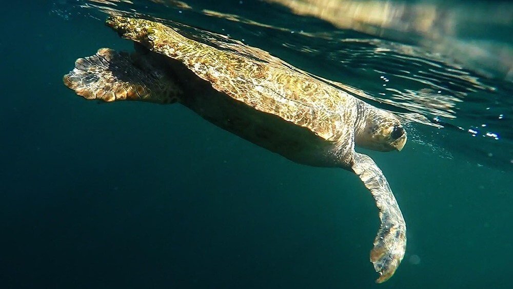 A sea turtle swimming just below the surface in dark turquoise waters.