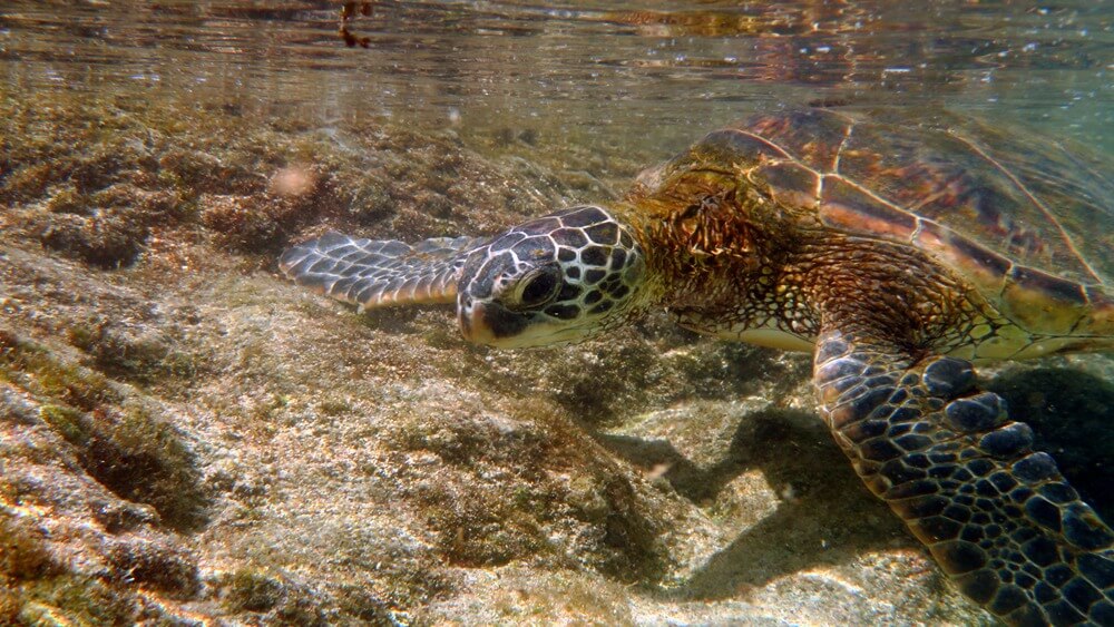 A sea turtle swimming in very shallow water on a desolate coral reef.