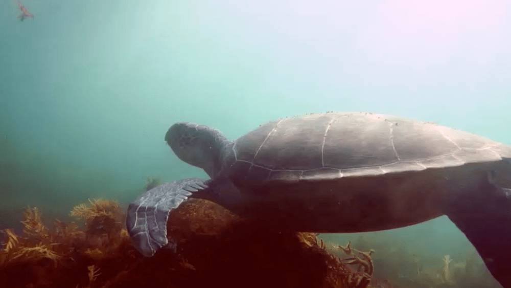 A green sea turtle diving amongst a seagrass bed in La Jolla, California.