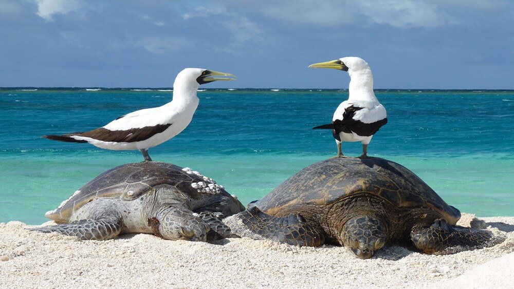 Two large sea turtles laying on a sandy beach in Hawaii with two seagulls on each shell.