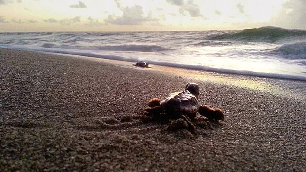 Two baby sea turtles moving on the sand towards the water with a clouds on the horizon.