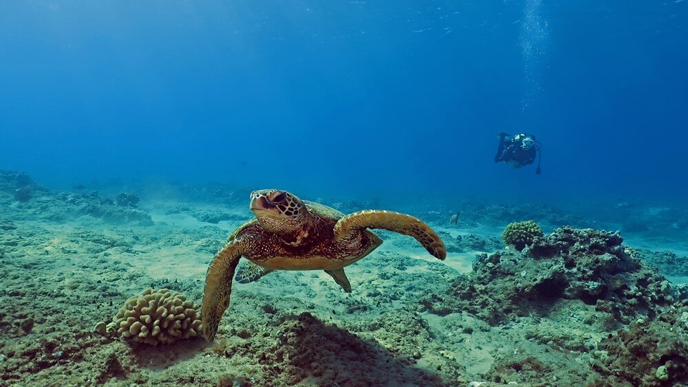 A sea turtle facing the viewer near the bottom of the ocean on a coral reef with a scuba diver in the background.