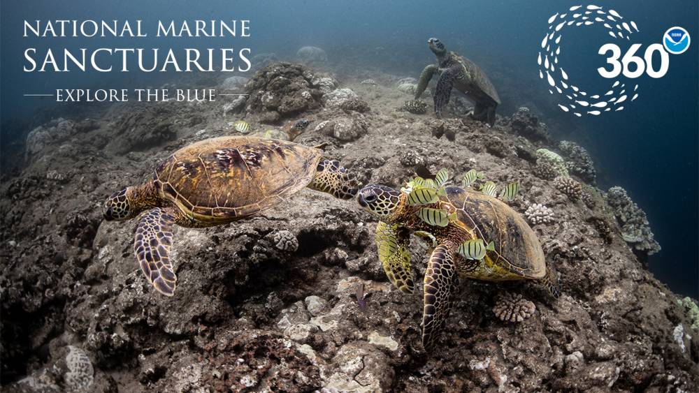 Three sea turtles on a coral reef with one turtle surrounded by convict tang striped fish which are cleaning the turtle’s shell of algae.