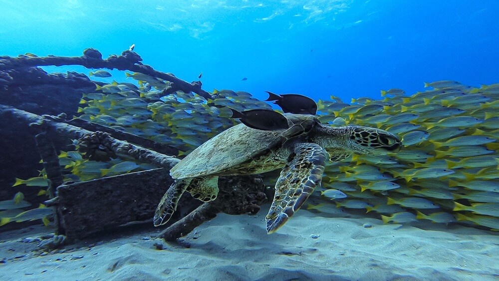 Near a shipwreck, a sea turtle swims by with two dark colored fish and a large number of yellow-striped snapper schools in the background.