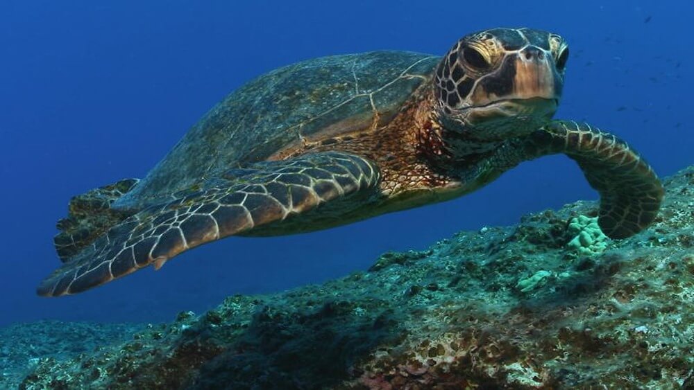 Sea turtle swimming from left to right over a coral reef in blue water.