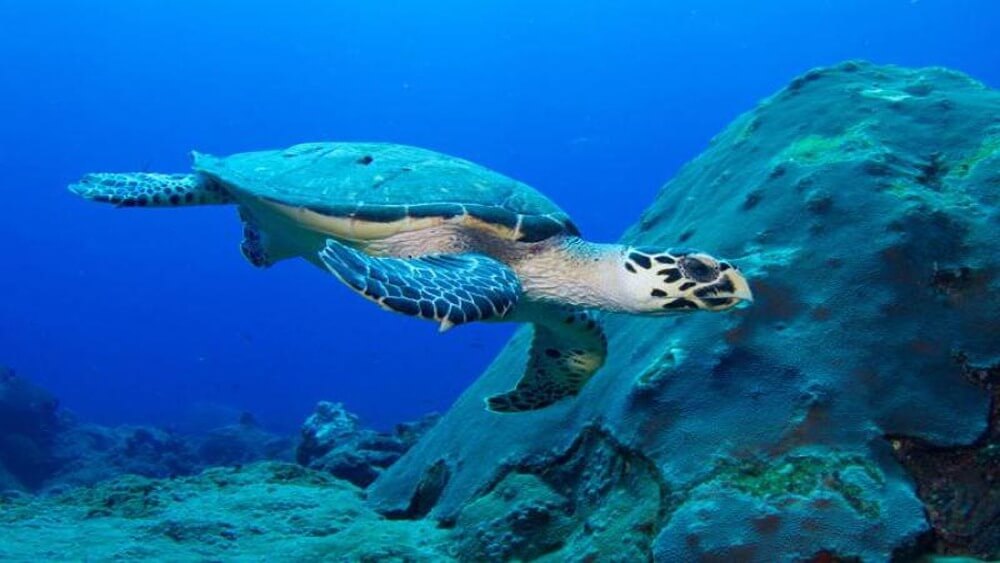 Sea turtle swimming from left to right towards a mound of coral in dark blue water.