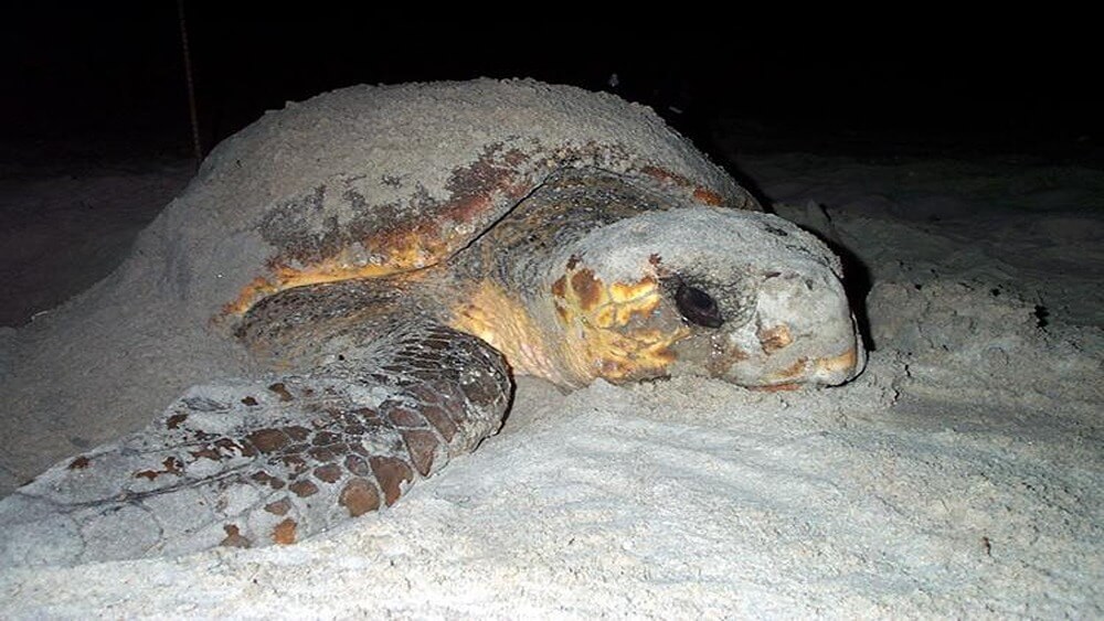 Large loggerhead turtle laying in the sand at night with sand covering its shell and head.