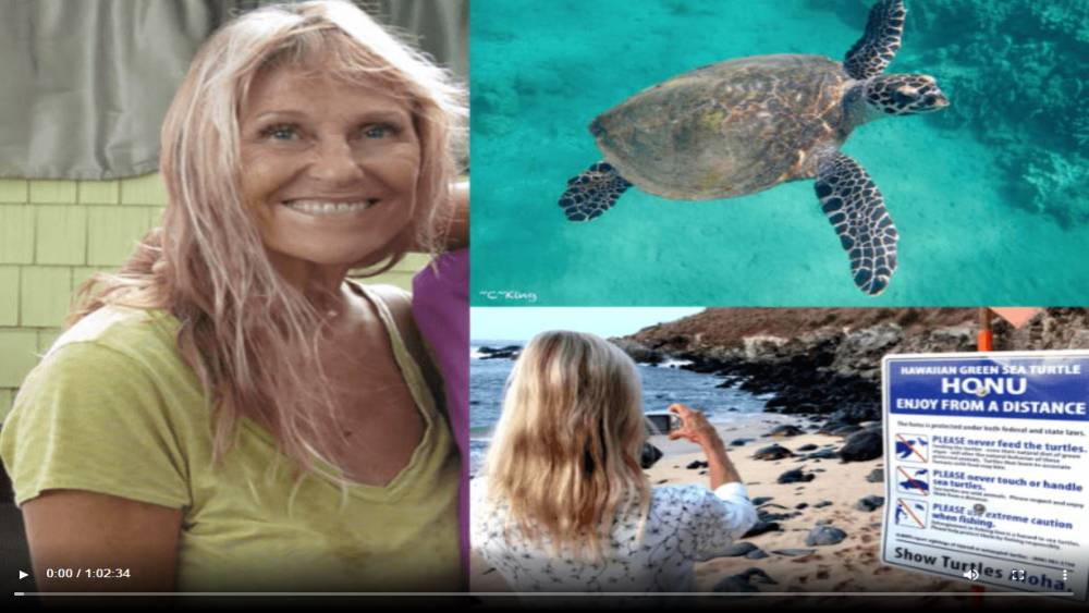 From left to right: A woman with blonde hair in a green t-shirt smiling. A sea turtle swimming in turquoise water. A woman with blonde hair taking a photo of sea turtles on a beach in Hawaii with an informative sign on wildlife viewing guidelines.