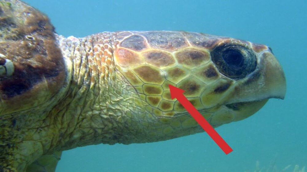 Sea turtle head and neck with a red arrow pointing at the sea turtle’s ear.