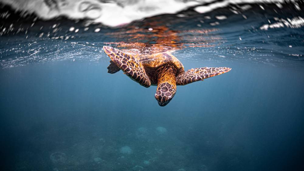 A Hawaiian green sea turtle at the surface of the ocean that has begun diving down into the water above a coral reef in the distance.