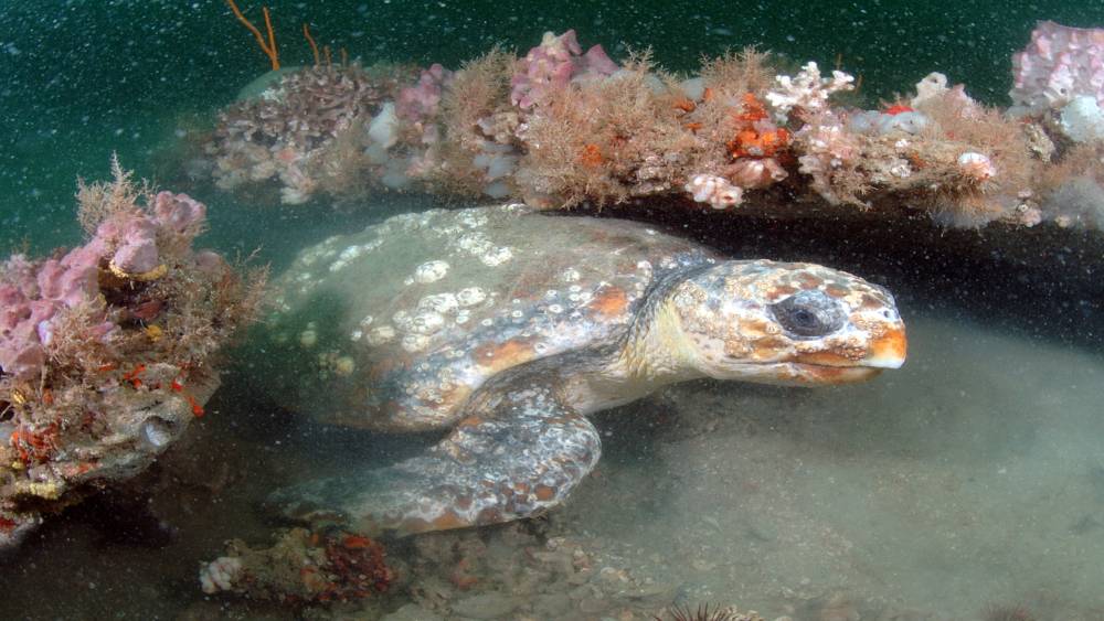 A loggerhead turtle sits in a sand channel between two rocky reef areas covered in algae and invertebrates.