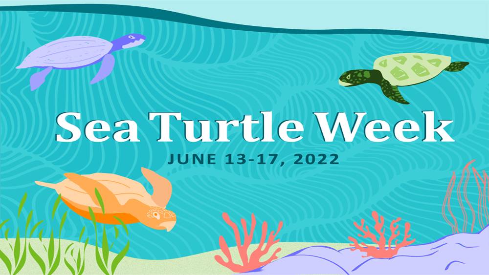 Sea Turtle Week 2022 graphic with colorful sea turtles.