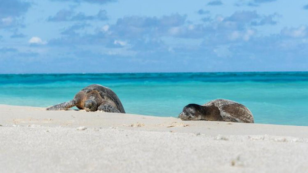 Left to right: A sea turtle sleeping, a seal sleeping, on a white sand beach with bright teal water behind them.
