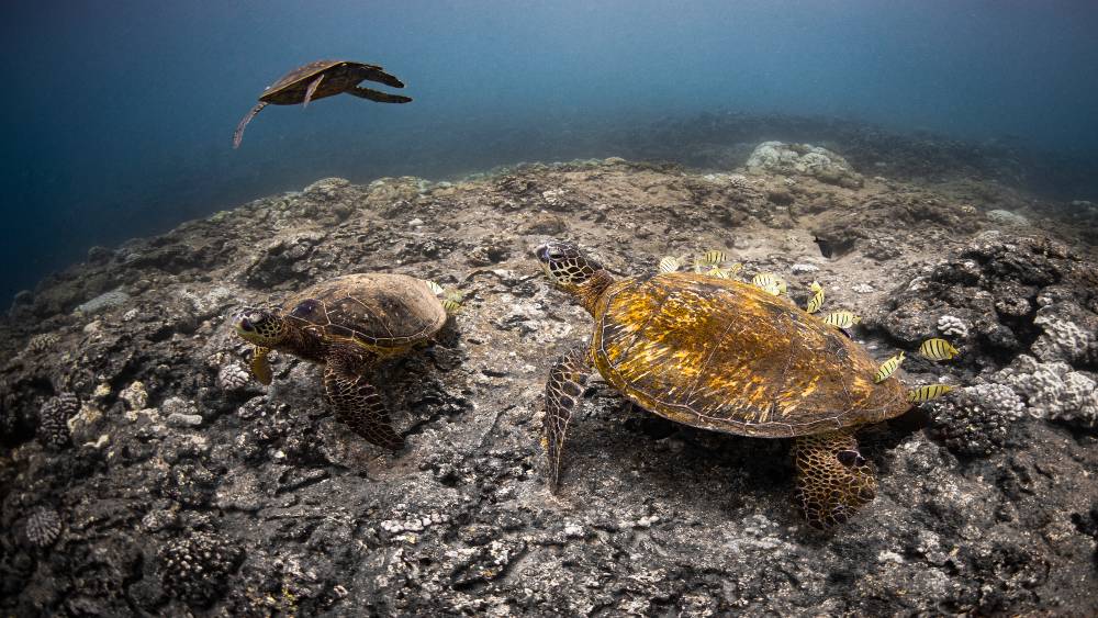 Five sea turtles camouflaged on a barren reef.