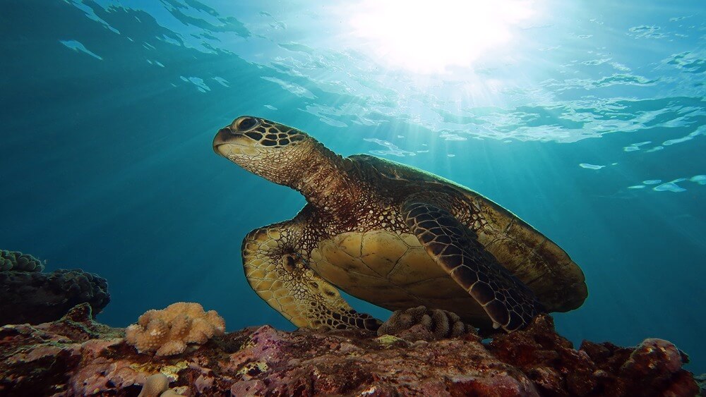 A green sea turtle sits on a vibrant coral reef with the sun shining through the surface of the blue water.