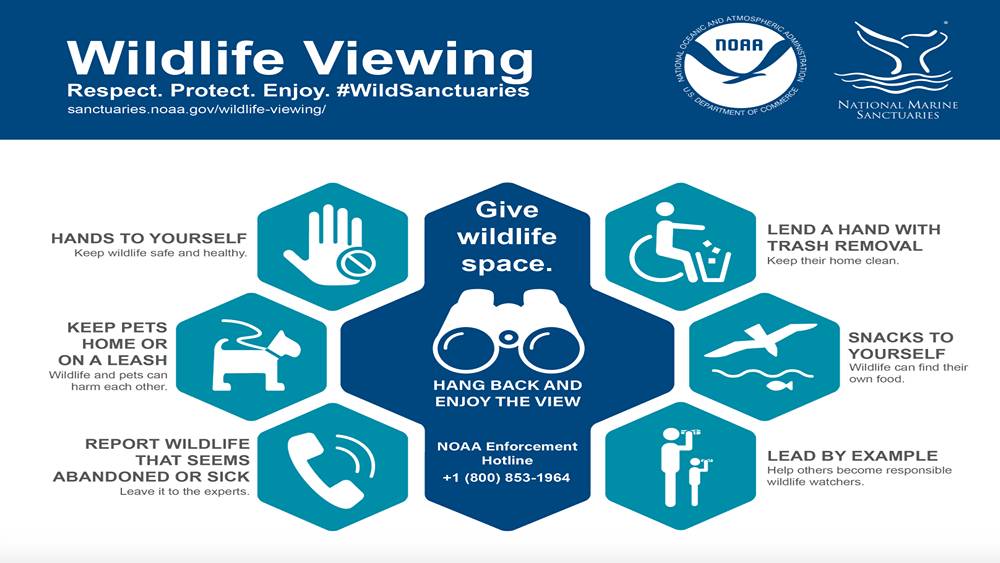 Graphic of the guidelines for wildlife viewing