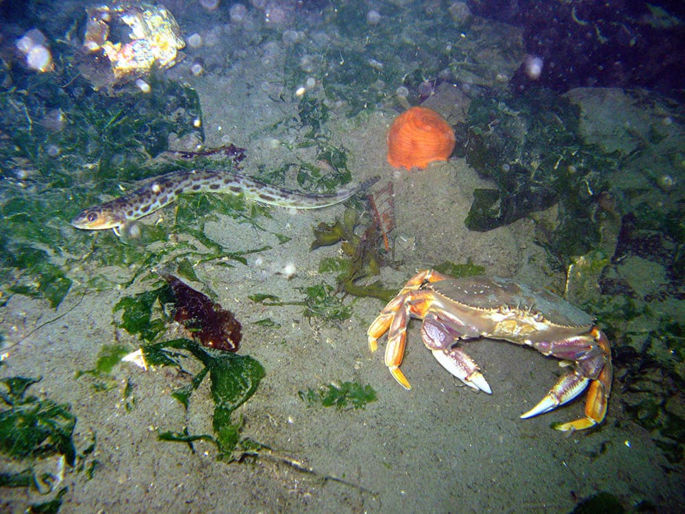 a dungeness crab on the seafloor next to an eel