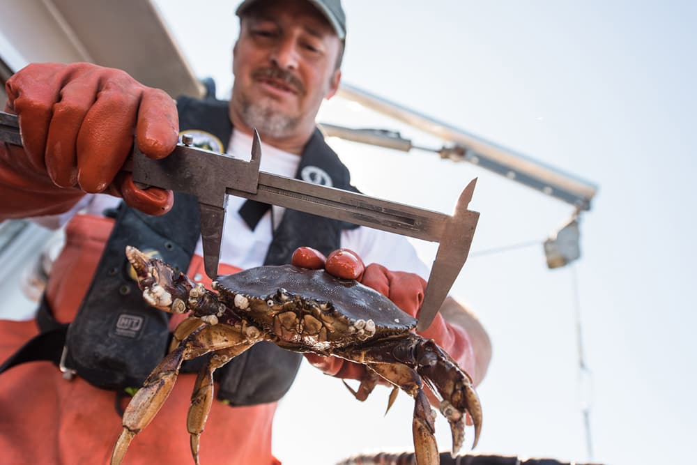 a person wearing fishing waders holds an instrument to measure the carapace of a dungeness crab