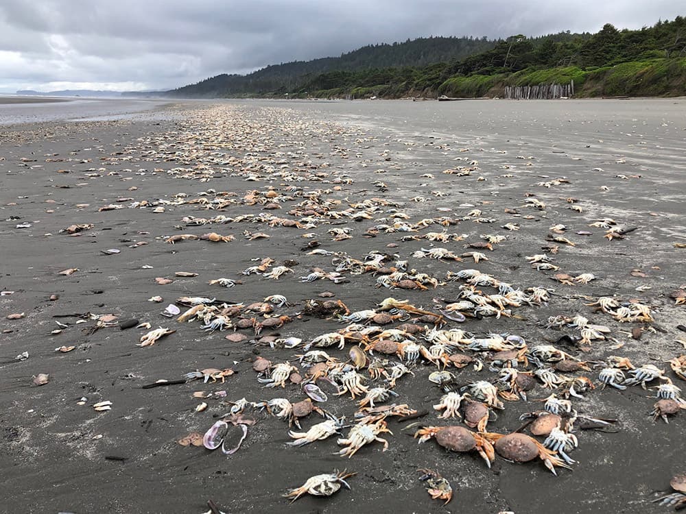 thousands of dead crabs washed up on a beach
