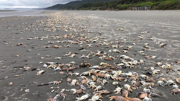 Hundreds of dead crabs scattered over a beach.