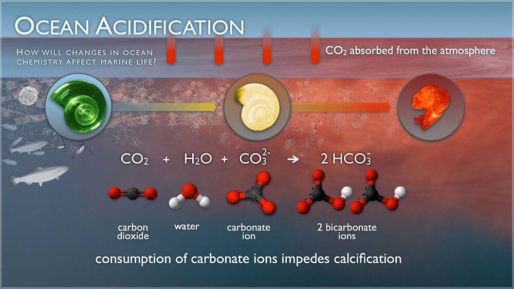 a diagram depicting the chemistry of ocean acidification
