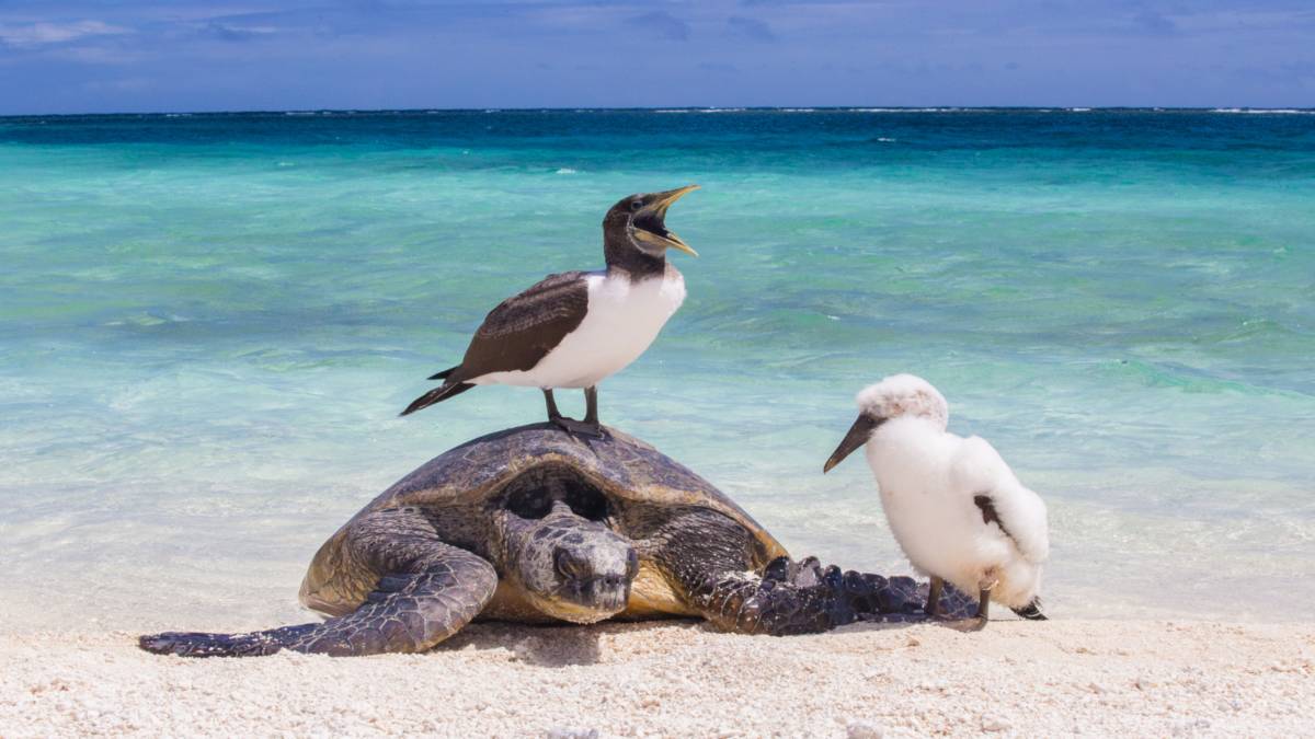 A Hawaiian green sea turtle basks on a remote sandy beach with a seabird standing on its back and another seabird next to it.