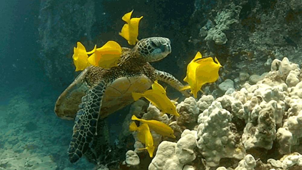 Sea turtle at a reef being cleaned by yellow fish.