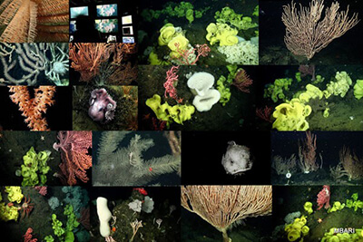 collage of photos showing corals and sponges in Monterey Bay National Marine Sanctuary