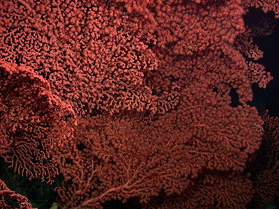 red corals