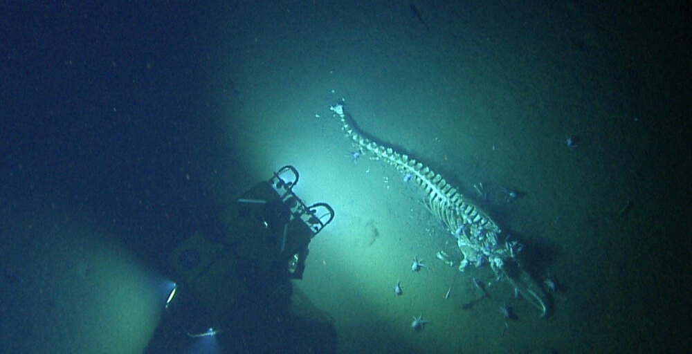 a Remotely operated vehicle shines a light on a whale carcas resting on the ocean floor
