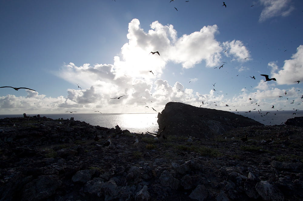 birds flying and resting along a rocky cliff