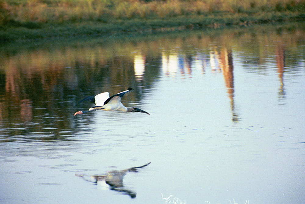 A flying wood stork is reflected in the water while it soars through the air