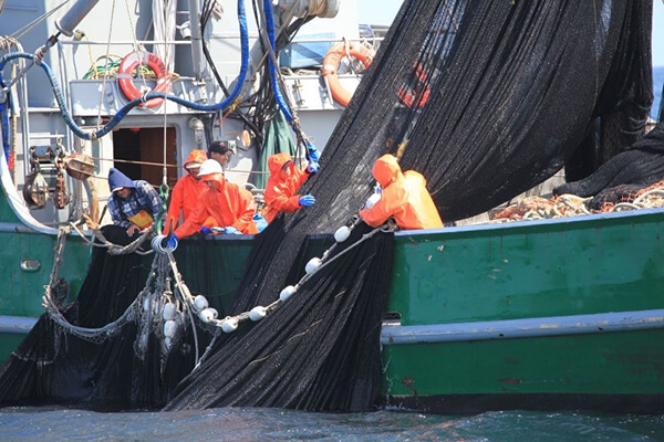 Five people pull in a large, black net from the port side of a green boat