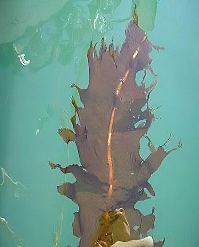 A leaflike piece of brown algae floats near the surface of the water. The edges of the algae are somewhat jagged.