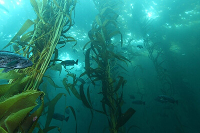 Large fish swim around a kelp forest that reaches to the surface. Sunlight streams in through the dense canopy.
