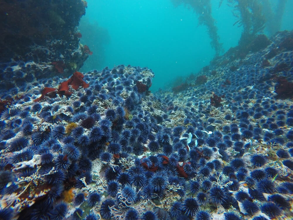 Hundreds of sea urchins cover the seafloor so densely that it is difficult to see any substrate. Few individual kelp are visible in the background.