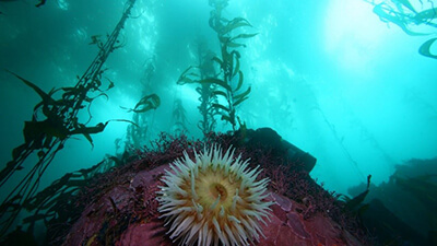 A yellow and white anemone sites on a pink boulder, with kelp rising toward the surface of the water in the background.