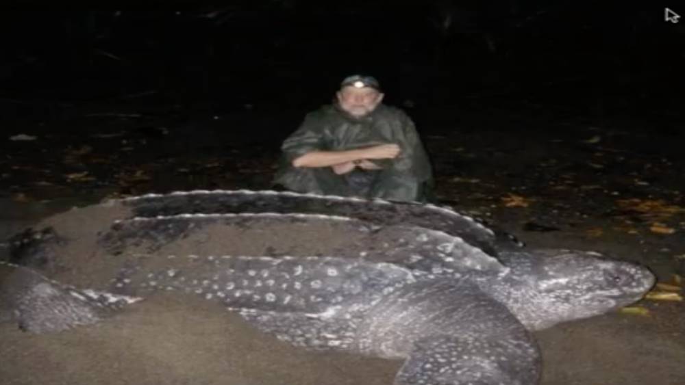 A man with a headlamp on is sitting behind a very large sea turtle on a beach at night.