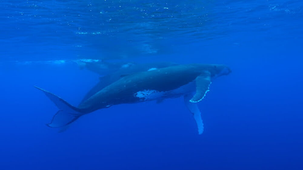 Center for Coastal Studies and Hawaiian Islands Humpback Whale National
                        Marine Sanctuary.