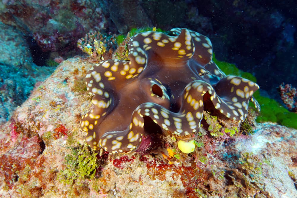 a giant clam with a brown mantle and cream colored spots