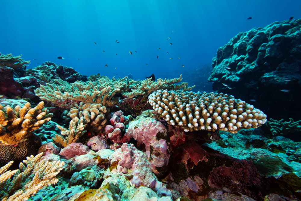 several vibrant and healthy corals on a coral reef