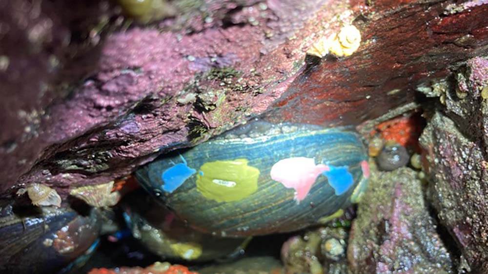 a black abalone with green, pink, and blue dots of paint on its shell